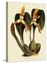 Maxillaria Luteoalba-John Nugent Fitch-Stretched Canvas