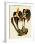 Maxillaria Luteoalba-John Nugent Fitch-Framed Giclee Print