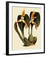Maxillaria Luteoalba-John Nugent Fitch-Framed Giclee Print
