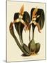 Maxillaria Luteoalba-John Nugent Fitch-Mounted Giclee Print