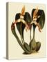 Maxillaria Luteoalba-John Nugent Fitch-Stretched Canvas