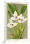 Maxillaria Orchid-null-Framed Giclee Print