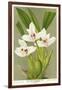 Maxillaria Orchid-null-Framed Giclee Print