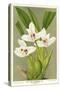 Maxillaria Orchid-null-Stretched Canvas