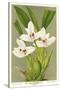 Maxillaria Orchid-null-Stretched Canvas