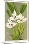 Maxillaria Orchid-null-Mounted Giclee Print