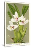 Maxillaria Orchid-null-Stretched Canvas