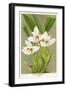 Maxillaria Orchid-null-Framed Premium Giclee Print