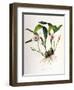 Maxillaria Skinneri-Porter Design-Framed Giclee Print