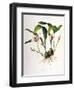 Maxillaria Skinneri-Porter Design-Framed Giclee Print