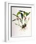 Maxillaria Skinneri-Porter Design-Framed Giclee Print