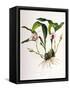 Maxillaria Skinneri-Porter Design-Framed Stretched Canvas