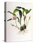 Maxillaria Skinneri-Porter Design-Stretched Canvas