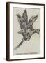 Maxillaria Steelii (Orchidaceae)-null-Framed Giclee Print