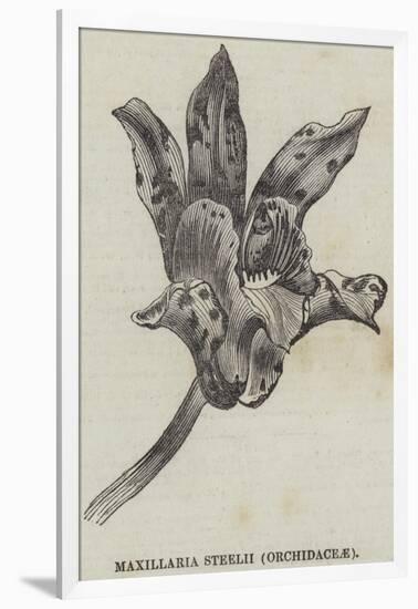 Maxillaria Steelii (Orchidaceae)-null-Framed Giclee Print