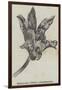 Maxillaria Steelii (Orchidaceae)-null-Framed Giclee Print