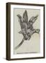 Maxillaria Steelii (Orchidaceae)-null-Framed Giclee Print