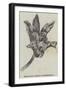 Maxillaria Steelii (Orchidaceae)-null-Framed Giclee Print