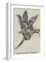 Maxillaria Steelii (Orchidaceae)-null-Framed Giclee Print