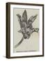 Maxillaria Steelii (Orchidaceae)-null-Framed Premium Giclee Print