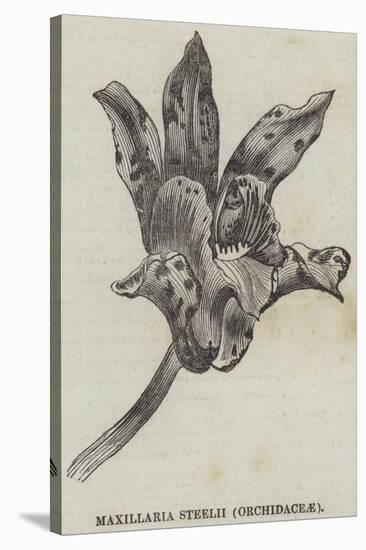 Maxillaria Steelii (Orchidaceae)-null-Stretched Canvas