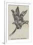 Maxillaria Steelii (Orchidaceae)-null-Framed Giclee Print