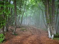 Green Spring Misty Forest. May in Crimea-Maxim Weise-Photographic Print