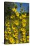 Maximilian's Sunflower (Helianthus Maximiliani) in Bloom, Texas, USA-Larry Ditto-Stretched Canvas