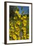 Maximilian's Sunflower (Helianthus Maximiliani) in Bloom, Texas, USA-Larry Ditto-Framed Photographic Print