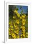 Maximilian's Sunflower (Helianthus Maximiliani) in Bloom, Texas, USA-Larry Ditto-Framed Photographic Print