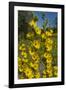 Maximilian's Sunflower (Helianthus Maximiliani) in Bloom, Texas, USA-Larry Ditto-Framed Photographic Print