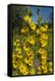 Maximilian's Sunflower (Helianthus Maximiliani) in Bloom, Texas, USA-Larry Ditto-Framed Stretched Canvas