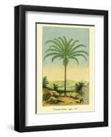Maximiliana Palm Tree, Botanical Illustration, c.1854-Ch^ Lemaire-Framed Art Print