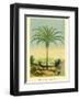 Maximiliana Palm Tree, Botanical Illustration, c.1854-Ch^ Lemaire-Framed Art Print