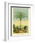 Maximiliana Palm Tree, Botanical Illustration, c.1854-Ch^ Lemaire-Framed Art Print