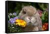 Maximum Portrait of Holland Lop Rabbit Among Flowers, Torrington, Connecticut, USA-Lynn M^ Stone-Framed Stretched Canvas
