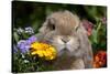Maximum Portrait of Holland Lop Rabbit Among Flowers, Torrington, Connecticut, USA-Lynn M^ Stone-Stretched Canvas