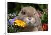 Maximum Portrait of Holland Lop Rabbit Among Flowers, Torrington, Connecticut, USA-Lynn M^ Stone-Framed Photographic Print