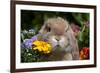 Maximum Portrait of Holland Lop Rabbit Among Flowers, Torrington, Connecticut, USA-Lynn M^ Stone-Framed Photographic Print