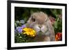 Maximum Portrait of Holland Lop Rabbit Among Flowers, Torrington, Connecticut, USA-Lynn M^ Stone-Framed Photographic Print