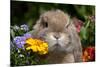 Maximum Portrait of Holland Lop Rabbit Among Flowers, Torrington, Connecticut, USA-Lynn M^ Stone-Mounted Photographic Print