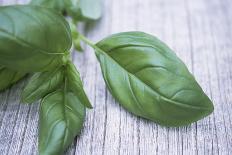 Basil Leaves-Maxine Adcock-Photographic Print