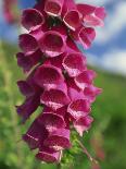 Close-Up of Foxglove Flowers, in Snowdonia National Park, Gwynedd, Wales, United Kingdom, Europe-Maxwell Duncan-Framed Photographic Print