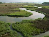 Wetlands of the Cooper River, North Charleston Area, South Carolina, USA-Maxwell Duncan-Photographic Print