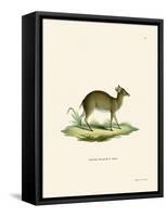 Maxwell's Duiker-null-Framed Stretched Canvas