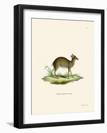 Maxwell's Duiker-null-Framed Giclee Print