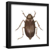 May Beetle (Phyllophaga Drakei), Insects-Encyclopaedia Britannica-Framed Poster