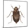 May Beetle (Phyllophaga Drakei), Insects-Encyclopaedia Britannica-Mounted Poster