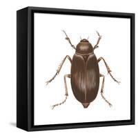 May Beetle (Phyllophaga Drakei), Insects-Encyclopaedia Britannica-Framed Stretched Canvas