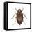 May Beetle (Phyllophaga Drakei), Insects-Encyclopaedia Britannica-Framed Stretched Canvas